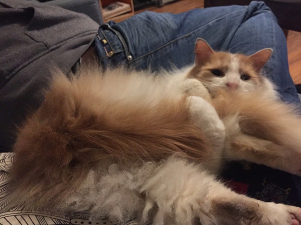 Food to put weight on boy-cat?