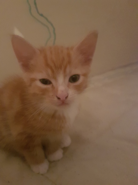 To think my new kitten is far too Cute?