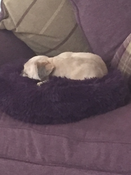 General Dog Chat Part III