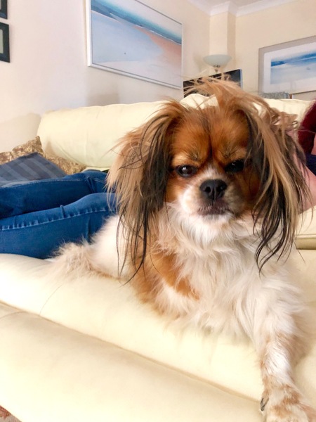 Small three legged dog with more leg problems!