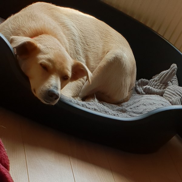 To think Mumsnet don’t approve of any dog?