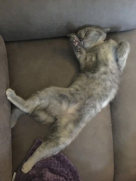 Female kitten name ideas please.