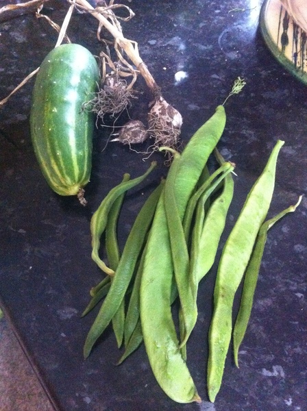 Allotment?Veg Patch Thread 13! Are we weathering the weather?