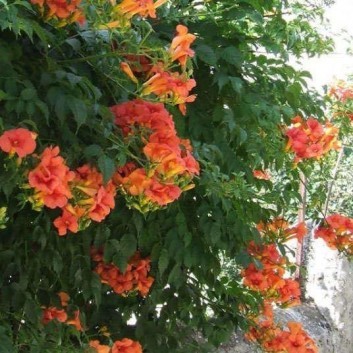 What is your favourite plant/flower?Houseplant or otherwise? Photos would be lovely.