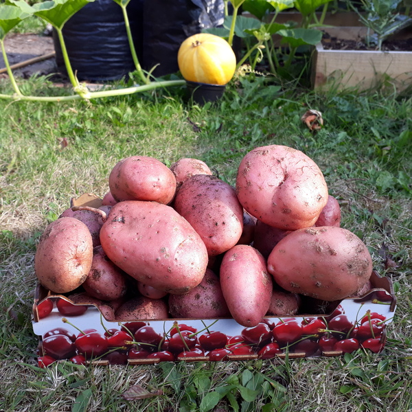 Allotment/Veg Patch Thread 12! Plotmenters hoping for better weather