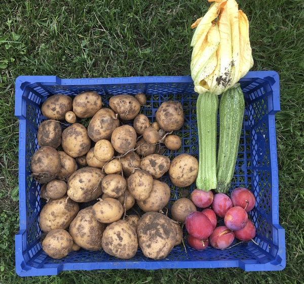 Allotment?Veg Patch Thread 13! Are we weathering the weather?