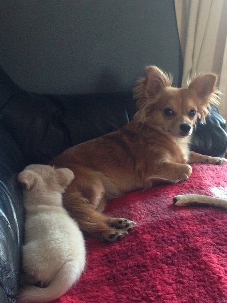 General Dog Chat Part III