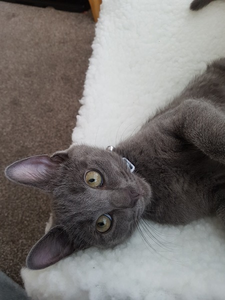 Names for cats