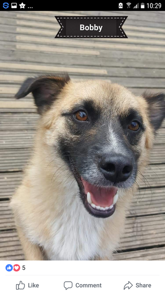 Changing a rescue dogs name