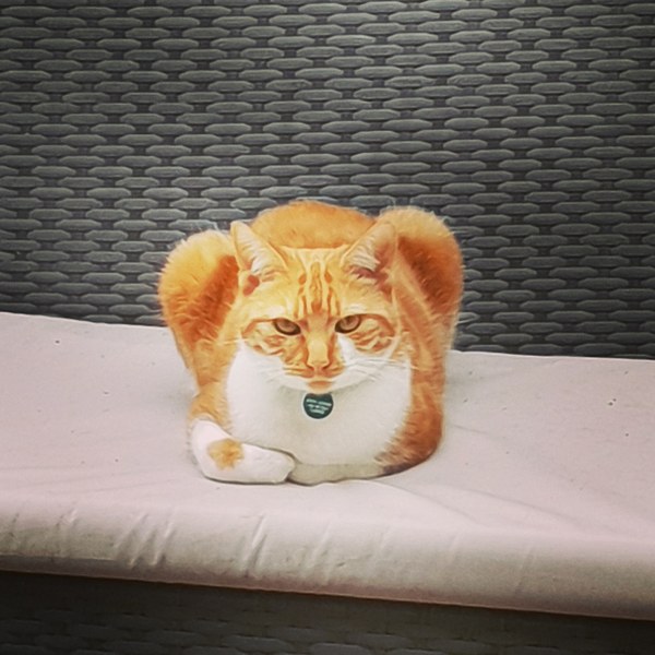 What's your DCat up to today? (Thread 7!)