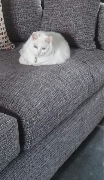 What's your DCat up to today? (Thread 7!)