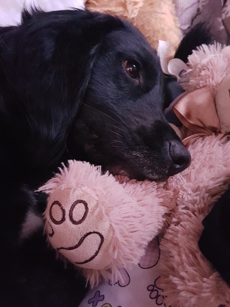 To think Mumsnet don’t approve of any dog?