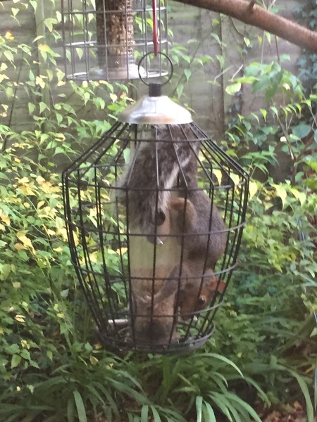 Squirrel *resistant* not squirrel proof bird feeder help please!