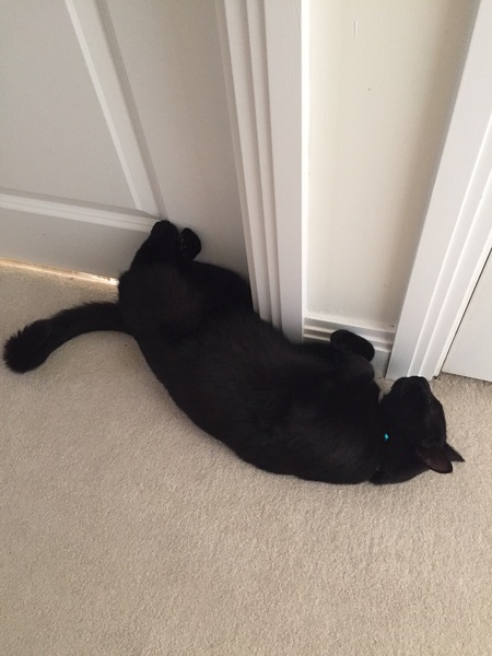 What's your DCat up to today? (Thread 7!)