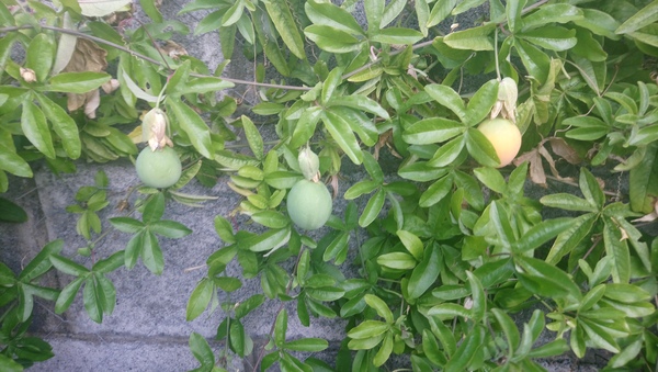 Passion fruit