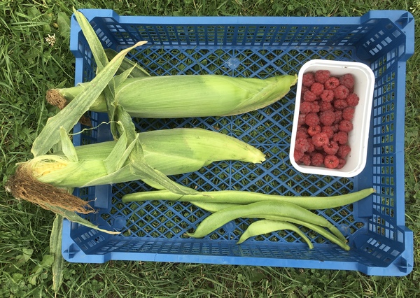 Allotment?Veg Patch Thread 13! Are we weathering the weather?