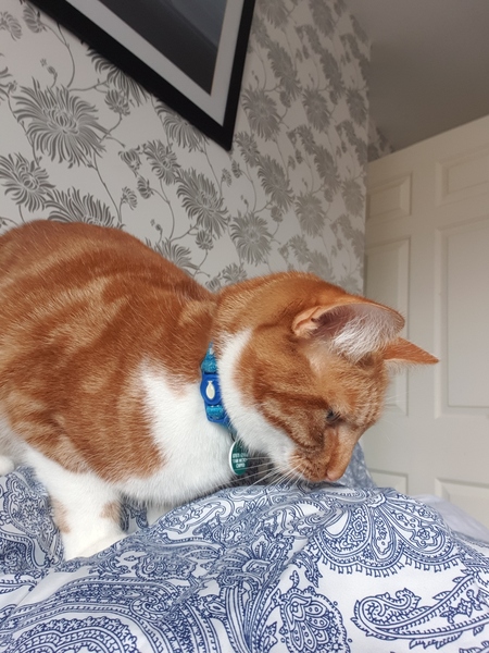 What's your DCat up to today? (Thread 7!)