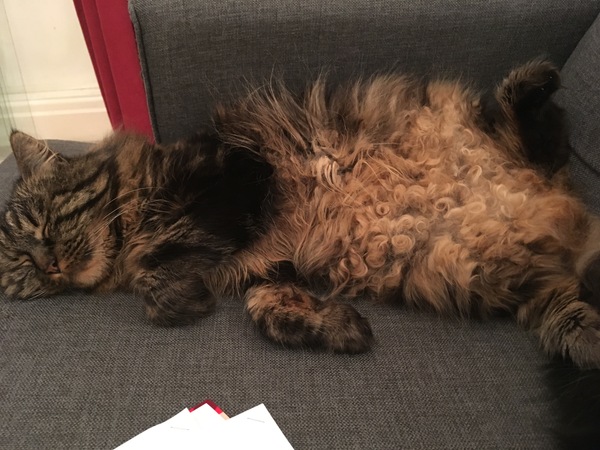 Tabby appreciation thread (with pics)