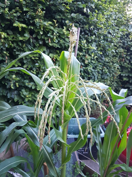 Corn tasseling early