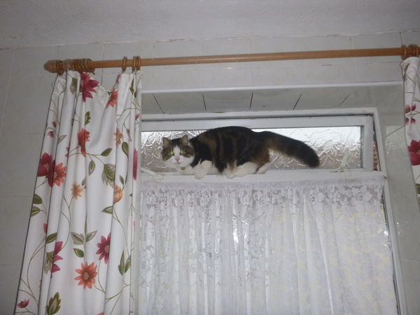 Cat trying to get out of window!