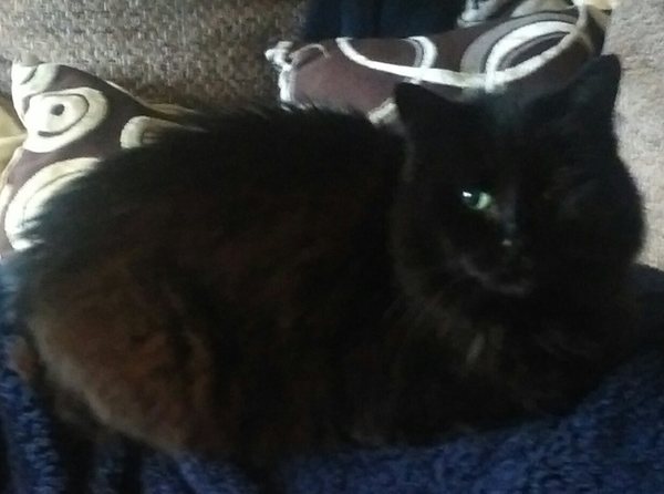 My beautiful Gruber died yesterday