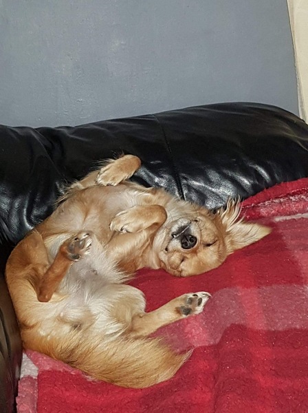 General Dog Chat Part III