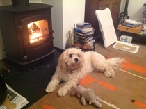 Aibu to get a puppy cavachon?