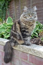 Tabby appreciation thread (with pics)