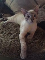 Cat (kitten) shaped dream come true!