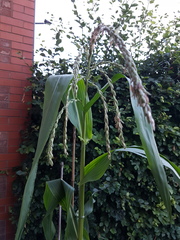 Corn tasseling early