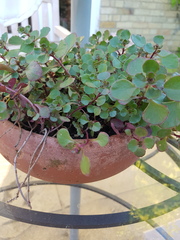 Plant id help please