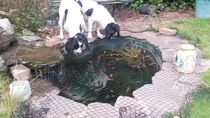 Daft things your pets do