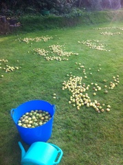 Allotment?Veg Patch Thread 13! Are we weathering the weather?