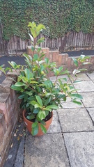 Think neighbour poisoned our plant!
