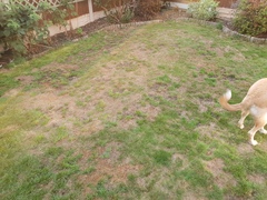 Can my grass be fixed?