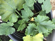 Allotment/Veg Patch Thread 12! Plotmenters hoping for better weather