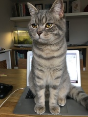 Tabby appreciation thread (with pics)
