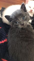Can you name our lovely new girls?