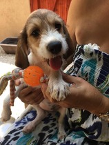 Dog search for a rescue