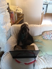 What crossbreed dogs would you like to see ?