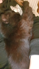 Cats are like elephants