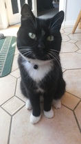 To get a cat without a cat flap?