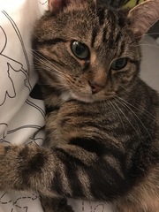 I want to show off my cat please