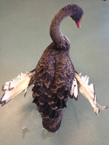 To think it's OK to feed bread to ducks/swans/geese