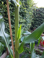Corn tasseling early