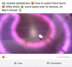 People using bleach to kill insects and bugs