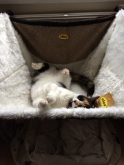 New cat is a disappointment.