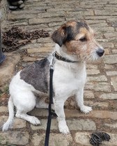 Share your best tips for Terrier owners