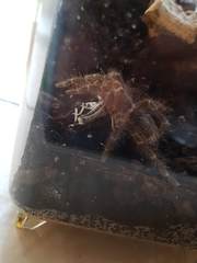 Reptiles/exotics anyone?