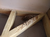 Dirty bird has built nest and shat (extensively) on the wooden beams of my car port - how to clean (pictures)